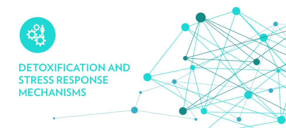 Detoxification and Stress Response Mechanisms Detoxification and stress response mechanisms